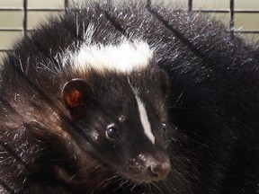 An urban skunk peers out of trap in this March 2012 file photo taken in Windsor, Ont. (Dan Janisse / The Windsor Star)