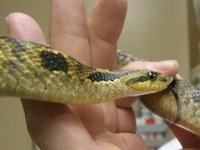 An Eastern hog-nosed snake is shown in this 2006 file photo. (Dan Janisse / The Windsor Star)
