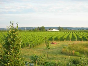 Summer accounts for 30 per cent of Ontario wine sales.