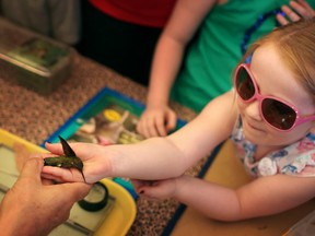 Bob Hall-Brooks, chief song-bird bander for the Holiday Beach Migration Observatory, places a hummingbird into the hand of Lindsay, 6, before setting it free at the Ojibway Nature Centre's Nectar Festival, Saturday, August 24, 2013.  The hummingbird was banded by Hall-Brooks for research purposes.  (DAX MELMER/The Windsor Star)