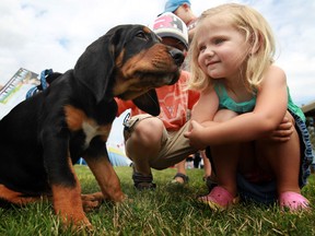 Daphne MacInnes, 3, is pictured with her puppy, Moog, a bloodhound-Rottweiler mix at the Woofa-Roo Pet Fest at the United Communities Credit Union Complex in Amherstburg, Saturday, August 10, 2013.  (DAX MELMER/The Windsor Star)