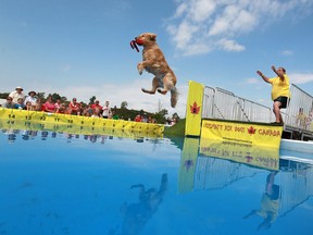 Jasper, a golden retriever, competes in Catch It at the Woofa-Roo Pet Fest at the United Communities Credit Union Complex in Amherstburg, Saturday, August 10, 2013.  (DAX MELMER/The Windsor Star)