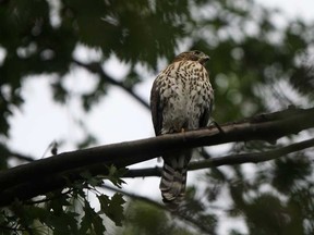 In this file photo, a bird-of-prey, suspected to be a Cooper hawk, rests on a tree branch in Marie-Emily Sendrea's backyard in Windsor, Ont., Monday, August 5, 2013. (DAX MELMER/The Windsor Star)