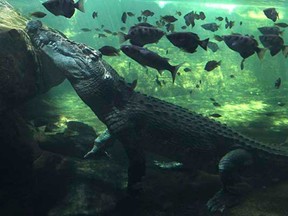 A 700 kg crocodile called Rex calmly waits just beneath the water for a feed after coming out of a three-month hibernation at the WILD LIFE Sydney zoo in Sydney, Australia Wednesday, Oct. 3, 2012. (Rob Griffith , AP)
