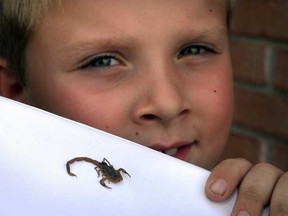 Gavin Greenhill with a small scorpion which he found alive under a patio stone during a backyard renovation recently at his Windsor, Ont. home.  The scorpion, shown here Monday, Aug. 19, 2013, has since died.  (NICK BRANCACCIO/The Windsor Star)