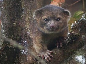 This undated handout photo provided by Mark Gurney shows a olinguito. Imagine a raccoon with a teddy bear face that is so cute it's hard to resist, let alone overlook. But somehow science did _ until now. Researchers Thursday, Aug. 15, 2013, announced a rare discovery of a new species of a mammal that belongs to the grouping of large creatures that include dogs, cats and bears: the olinguito. The raccoon-sized critters leap through the trees of the cloud forests of Ecuador and Colombia at night, according to a Smithsonian researcher who has spent the past decade tracking them. (AP Photo/Mark Gurney)