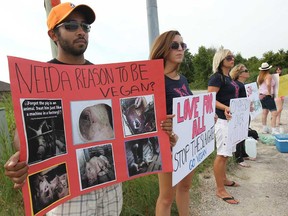 Local animal activists took to the street Monday, Aug. 26, 2013, to protest pig slaughtering. The "vigil" was held at the intersection of County Road 46 and the Ninth Concession in Tecumseh, Ont. A handful of people, from a group called Windsor Animal Activists, waved cardboard signs at passing cars. They also had water and watermelon slices ready to feed pigs en route to the slaughterhouse, but no trucks drove by. The group wants to teach people about what happens to pigs at slaughterhouses like nearby Weston Abattoirs. (DAN JANISSE/The Windsor Star)