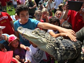 Young kids get to touch an American Alligator held by Scott Boorn, from Zoo2You, at the 6th Annual Family Fun Day at St. Clair College, Sunday, August 18, 2013. (DAX MELMER/The Windsor Star)