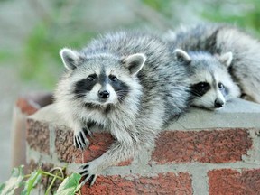 File photo of raccoons. (Windsor Star files)