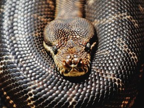 In this file photo, Centralian carpet python lies coiled at Sydney Wildlife World on September 11, 2009. (GREG WOOD , AFP/Getty Images)