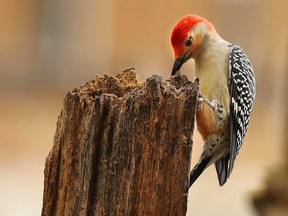 A Red Bellied woodpecker is seen in this file photo. (Tyler Brownbridge/The Windsor Star)