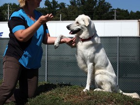 Tracy Calsavara of Windsor Essex County Humane Society shakes the paw of labrador mix Abby, who is available for adoption during Choose Your Adoption Fee event this weekend.  Photo taken Friday August 23, 2013. (NICK BRANCACCIO/The Windsor Star)