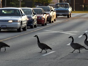 Canada geese waddle across Riverside Drive East near Devonshire Road, Wednesday August 28, 2013. Traffic was held up for about 5 minutes.  (NICK BRANCACCIO/The Windsor Star)