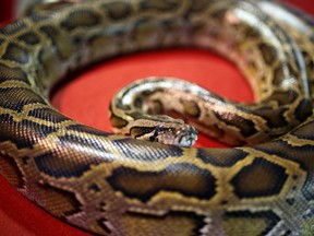 This picture taken on February 10, 2013 shows a python shown during a snake display at the National Zoo in Kuala Lumpur.  An escaped python killed two children in their sleep in eastern Canada, police said on August 6, 2013. The two young boys, aged five and seven, were sleeping at a friend's apartment late Sunday in the small town of Campbellton when they were surprised by the snake.    AFP PHOTO / MOHD RASFANMOHD RASFAN/AFP/Getty Images