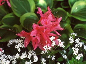 Azaleas prefer cool temperatures, great for fall colours.