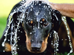 Keeping your pets cool during times of extreme hot weather helps them avoid heat stroke. (PHILIPPE HUGUEN / AFP / Getty Images)