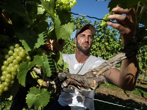 Chris D'Angelo checks out the grapes at the family winery near Amherstburg.  (TYLER BROWNBRIDGE / The Windsor Star)