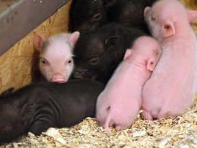 A group of piglets are seen at the annual Harrow Fair in Harrow on Thursday, August 29, 2013.          (TYLER BROWNBRIDGE/The Windsor Star)