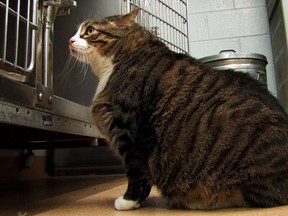 Obesity is one cause of Type 2 diabetes in cats. Biscuit, a cat from St. Charles. Mo., tipped the scales at 37 pounds. That’s more than 2.5 times the size of a normal cat.  He has since been put on a diet.
(Courtesy of St. Charles