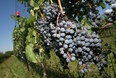 Grapes at the Muscedere Vineyards grow near Harrow in this 2007 photo. (TYLER BROWNBRIDGE / Windsor Star files)