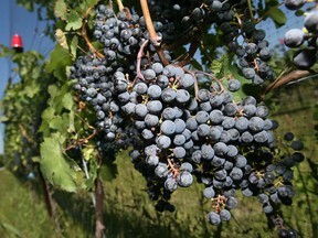 Grapes at the Muscedere Vineyards grow near Harrow in this 2007 photo. (TYLER BROWNBRIDGE / Windsor Star files)