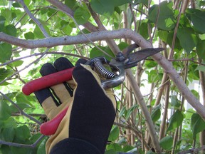 There is a right way to prune and a right time to prune. Done properly, gardeners will reap the rewards next year.