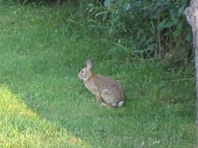 A little cocktail which includes cayenne pepper or Tabasco sauce will make the cute little critters think twice about downing those carrots in your backyard.