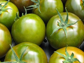 Don't discard those green tomatoes left on the vine late into the fall.