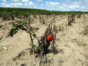 A ripe tomato on a failing plant is seen in a field near Leamington on Wednesday, August 14, 2013. This years tomato crop has seen several setbacks due to late frost and too much rain.             (TYLER BROWNBRIDGE/The Windsor Star)