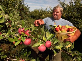 Harold Wagner of Wagner Orchard and Winery has plenty of apples this year, a bumper crop due to great weather and partly because of last year's low yield,  September 6, 2013. (NICK BRANCACCIO/The Windsor Star)