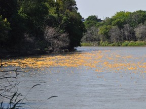 Ducks float on the Assiniboine during Great Manitoba Duck Race on Saturday Sept. 7, 2013. City crews in Winnipeg are continuing to capture thousands of rubber ducks that slipped past a containment boom during a weekend fundraising race. (THE CANADIAN PRESS)