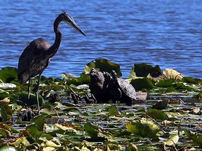 A heron sits on a log with an audience of turtles on a warm, summer day Tuesday September 17, 2013. Herons often visit at Blue Heron Pond in East Riverside. (NICK BRANCACCIO/The Windsor Star)