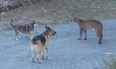 A YouTube video of two dogs barking down a cougar near Victoria has received thousands of views since it was posted over the weekend off Aug. 31, 2013.
(YouTube, Screengrab)