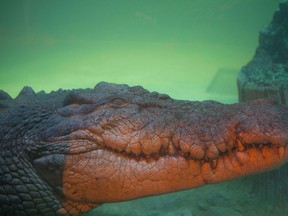 A crocodile is seen in this file photo. (AFP/Getty Images)