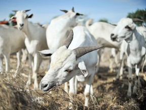 Goats eat grass in this file photo. (AFP Photo/Tobin Jones)