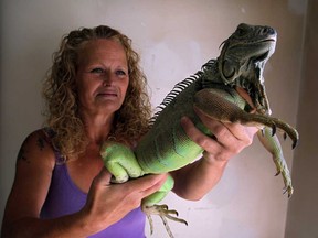 Nettie Thompson with her pet iguana which has returned to her home located near County Road 18, Tuesday September 3, 2013. (NICK BRANCACCIO/The Windsor Star)