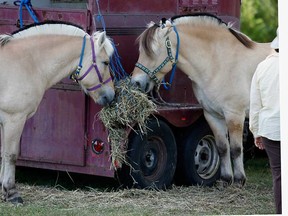 In this file photo, Norwegian Fjords owned by Calder Farms of Cottam, Ont., munch on hay at the 47th annual Horse Show, part of the Essex County Farm Hiker Tour in 2009. (Windsor Star files)