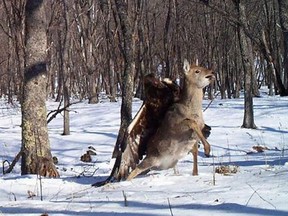 In this photo taken from a remote camera at the Lazovsky State Nature Reserve in Russia on Dec. 8, 2011, a golden eagle attacks and kills a deer. (Courtesy of The Zoological Society of London)