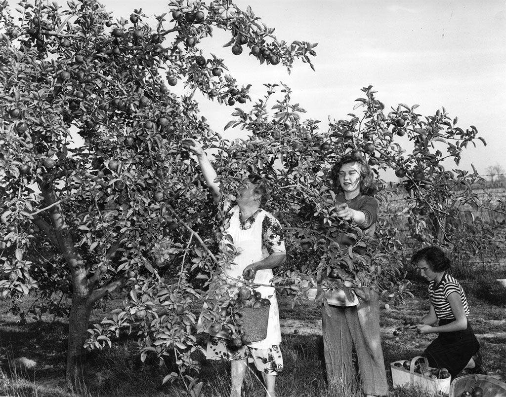 from-the-vault-apple-picking-windsor-star