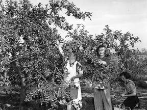 Part of the revenue of the farm comes from the delicious apples grown at the back of the farm. Here with fine weather blessing the harvest, are left to right: Mrs. Thompson, Anne 17, and Marian, 13, her daughters reach for the lovely apples on Nov. 1, 1949. The apple crop this year was one of the largest in years on farms in the county. (FILES/The Windsor Star)