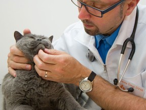 Ignoring visits to the vet for indoor cats can prove fatal. (Postmedia News files)