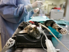 Veterinary student Sara Kassmann performs spay surgery on a cat named Parvati inside the surgical suite at the SPCA in Tonawanda, N.Y. (David Duprey/ Associated Press files)