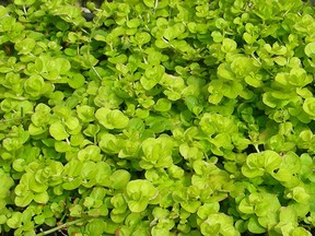 Creeping Jenny can take over a garden in no time.