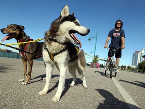 Andrew Buzzeo runs his team of dogs along the riverfront in WIndsor on Tuesday, September 17, 2013. Dog sled teams from across north america will be in Harrow in November for a dog sled race.              (TYLER BROWNBRIDGE/The Windsor Star)