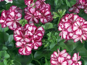 Ivy geraniums have small flowers in shades of pink. lavender and scarlet.