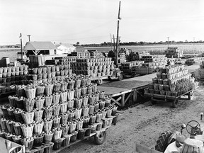 Trucks loaded with tomatoes park outside the Leamington process plant on Sept. 18, 1956. (FILES/The Windsor Star)