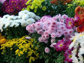 The hardy, colourful chrysanthemum are great for fall plantings.