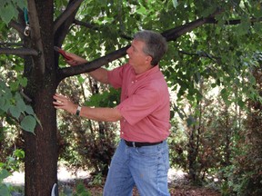 Removing unwanted growth is just one reason to prune plants, trees and shrubs.