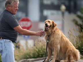 Tom Joyes brushes his dog Lilly, Friday, Sept. 20, 2103, along the Windsor, Ont. riverfront. The Golden Retriever went for an unexpected swim on a mild and muggy day.  (DAN JANISSE/The Windsor Star) cruiser