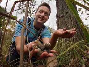 In this file photo, acorns from burr and red oaks are collected in the Fairplay Woods, south of Baseline Road. (Windsor Star files)